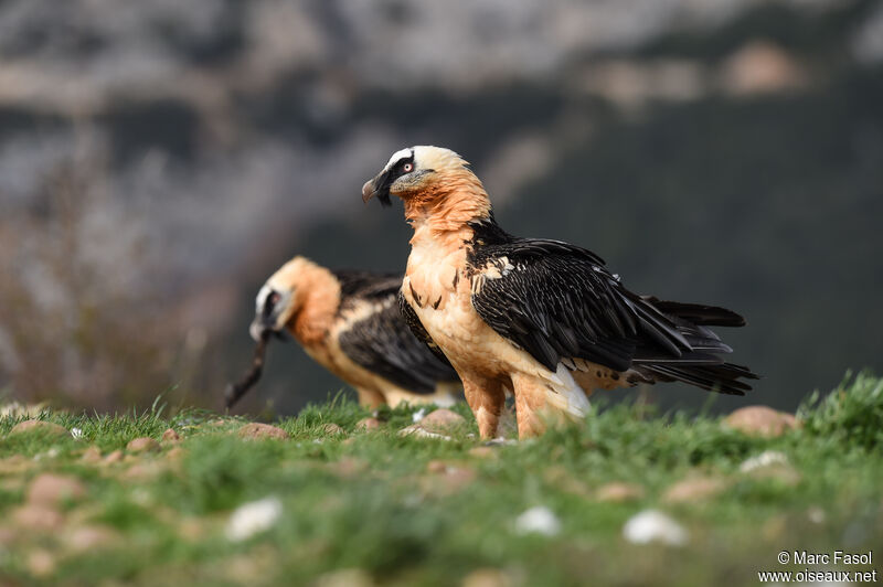 Bearded Vultureadult breeding, feeding habits