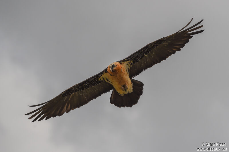 Bearded Vultureadult breeding, Flight