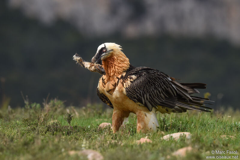 Bearded Vultureadult breeding, identification, feeding habits, Behaviour