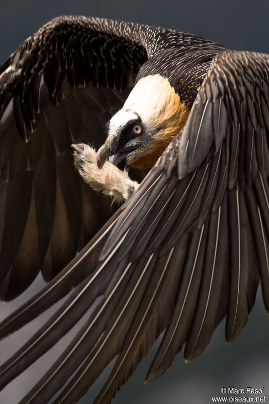 Bearded Vultureadult, identification, feeding habits, eats