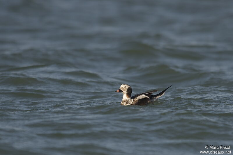 Long-tailed Duck male adult post breeding, identification, moulting, swimming
