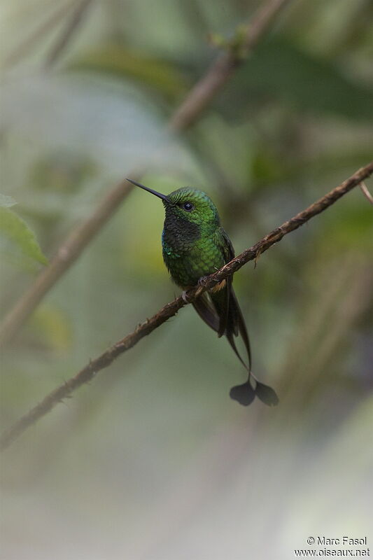 Rufous-booted Racket-tail male adult, identification