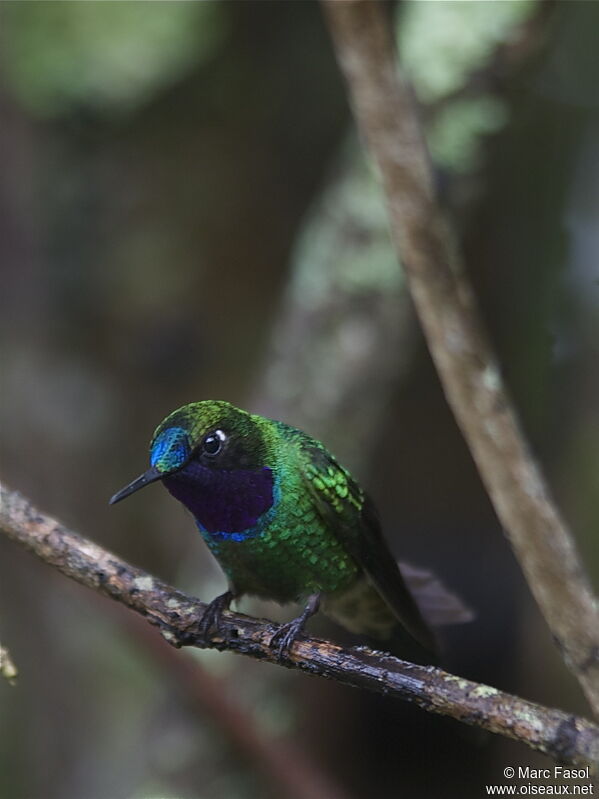 Purple-throated Sunangel male adult breeding, identification