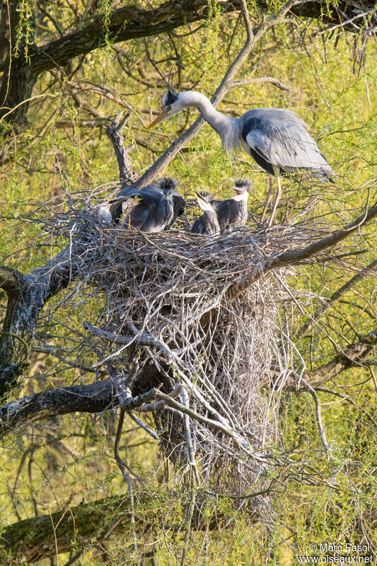Grey Heron, identification, Reproduction-nesting