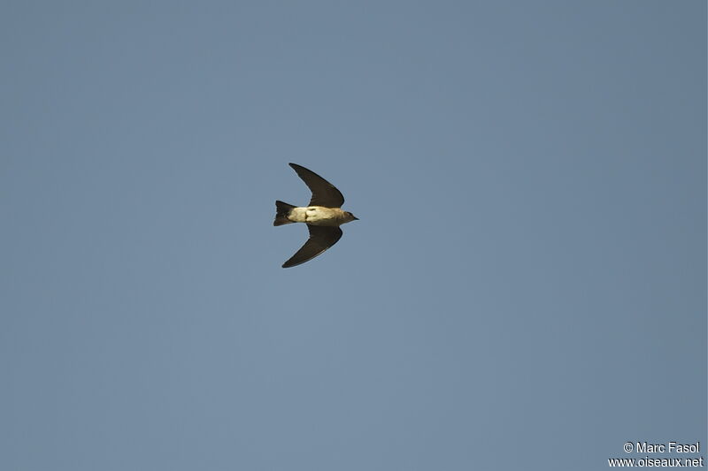 Northern Rough-winged Swallowadult breeding, Flight