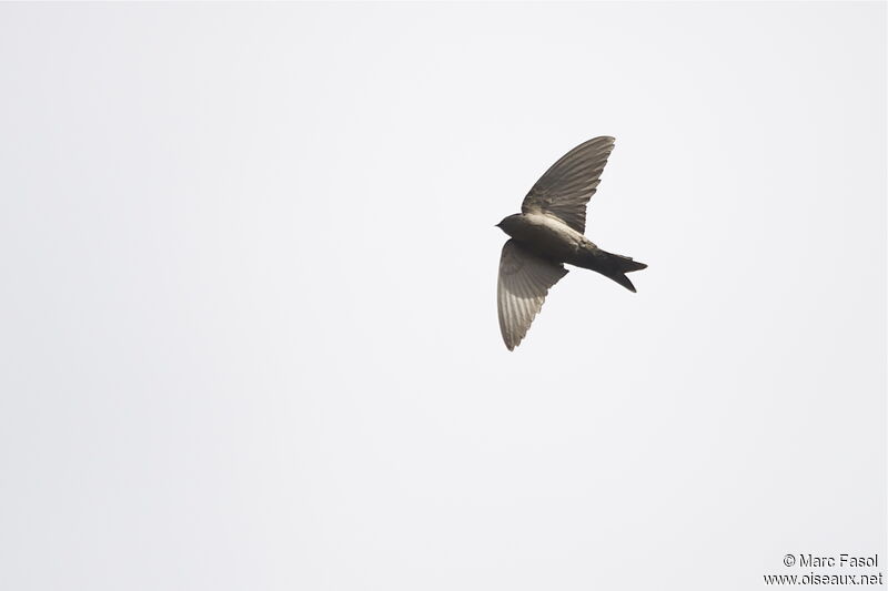 Brown-bellied Swallowadult, Flight