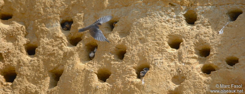 Sand MartinSecond year, Flight, Reproduction-nesting