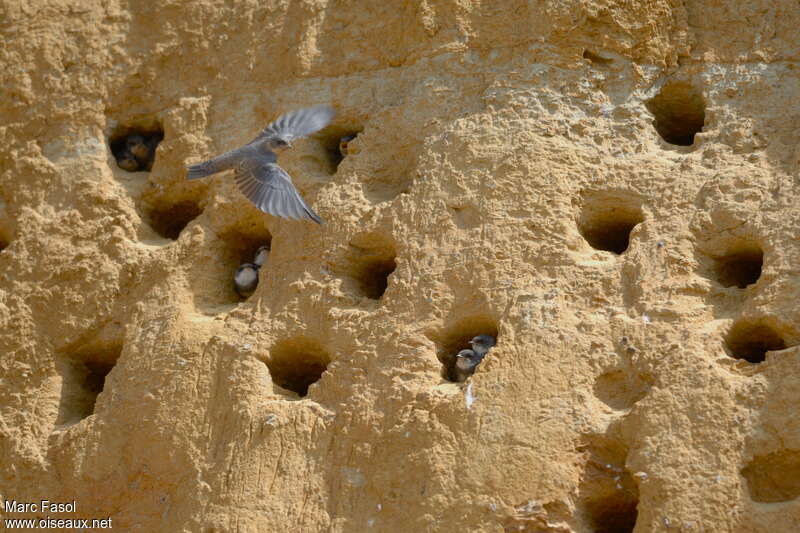 Sand Martin, Reproduction-nesting, colonial reprod.