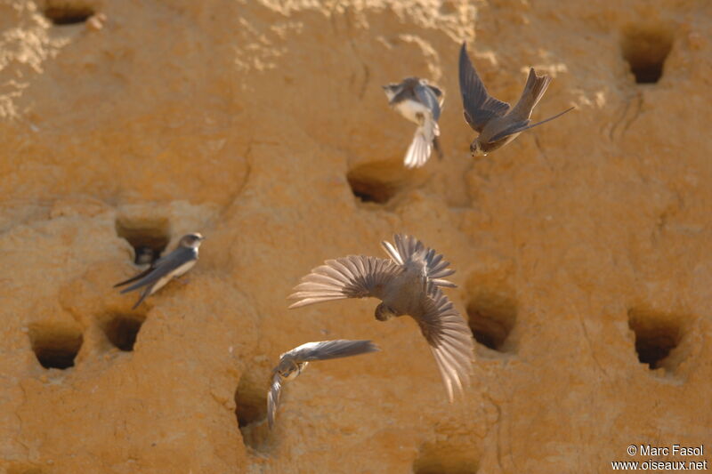 Sand Martinadult breeding, Flight, Reproduction-nesting