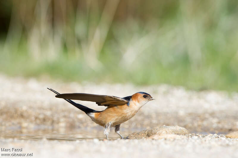 Red-rumped Swallow male adult breeding, Reproduction-nesting, Behaviour