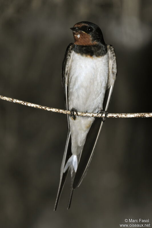 Barn Swallowadult breeding, identification, Reproduction-nesting