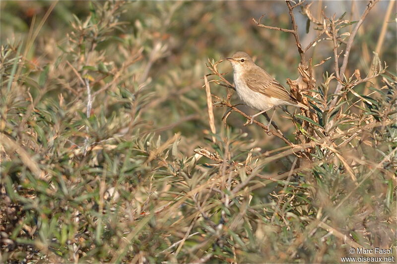 Booted Warbler, identification