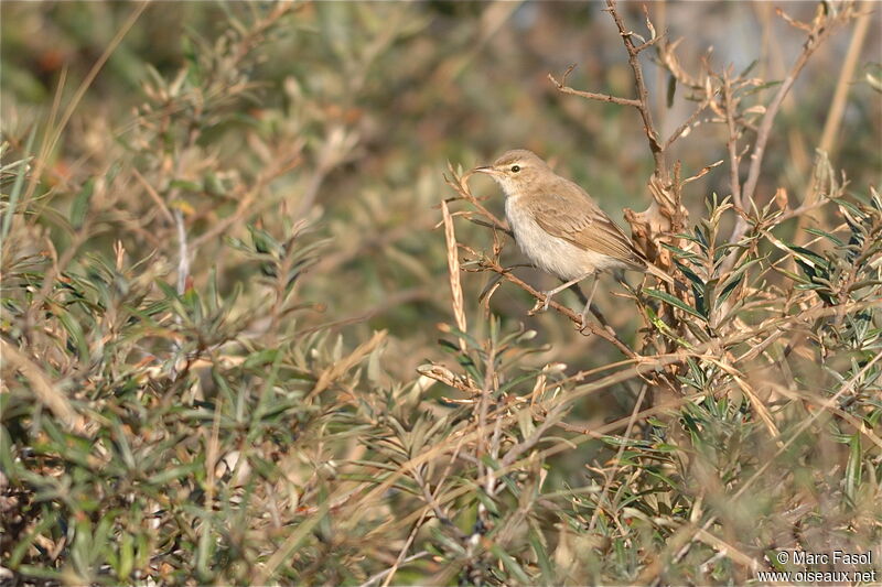 Booted Warbler, identification