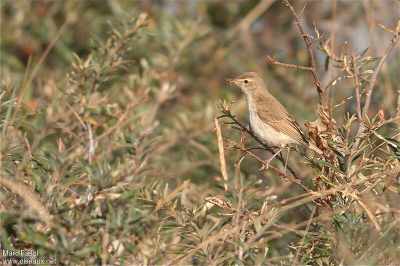 Booted Warbler, identification, pigmentation, feeding habits