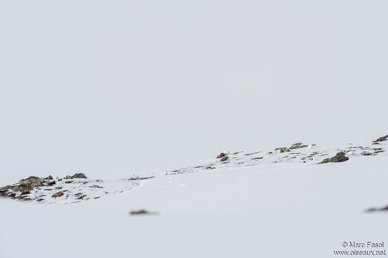 Lagopède alpin, habitat, camouflage