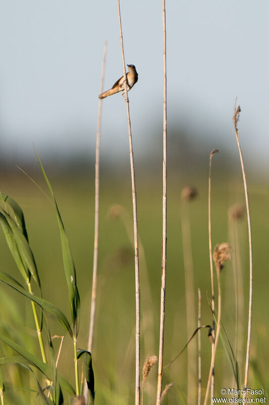 Savi's Warbler male adult, habitat, song