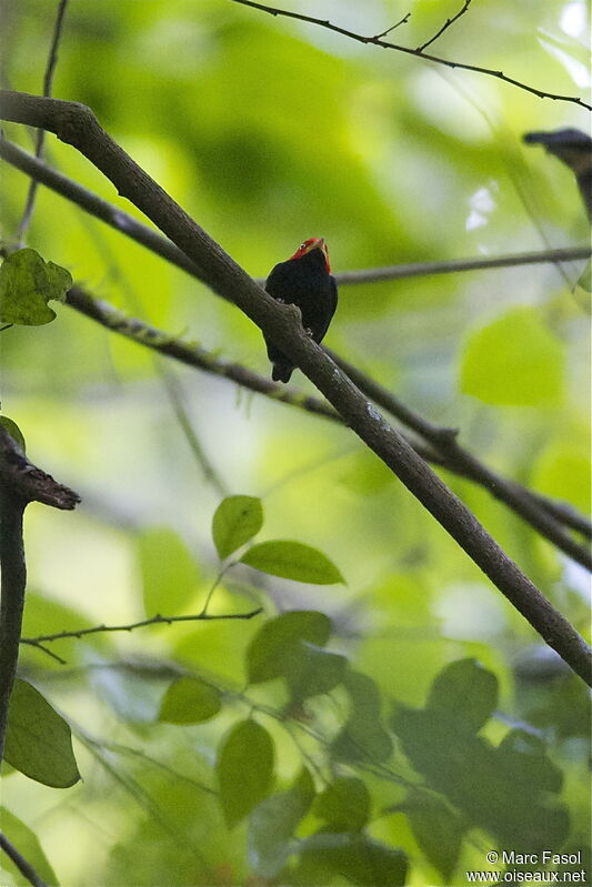 Red-capped Manakin male adult, identification