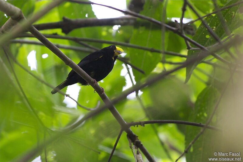 Golden-winged Manakin male adult, identification