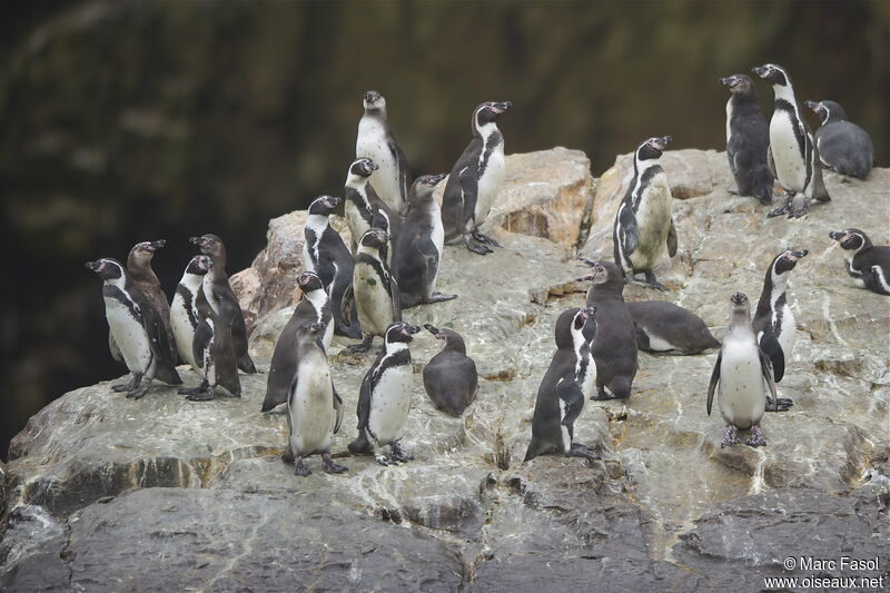 Humboldt Penguin, identification, Behaviour