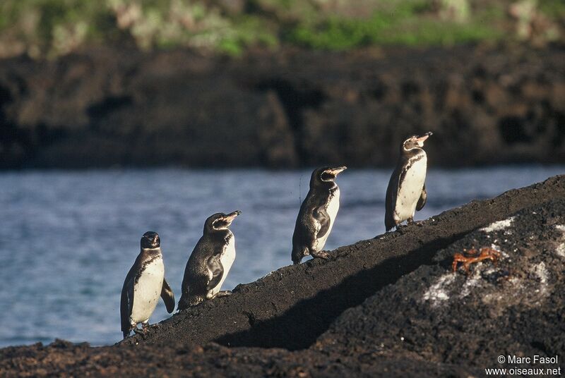 Galapagos Penguinadult, identification, Behaviour