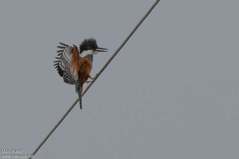 Ringed Kingfisher female adult, pigmentation, Flight