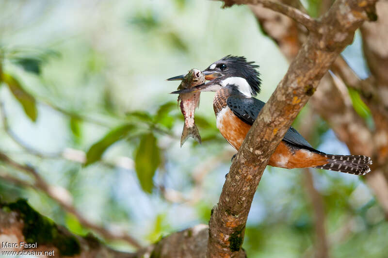 Ringed Kingfisher female subadult, feeding habits, courting display