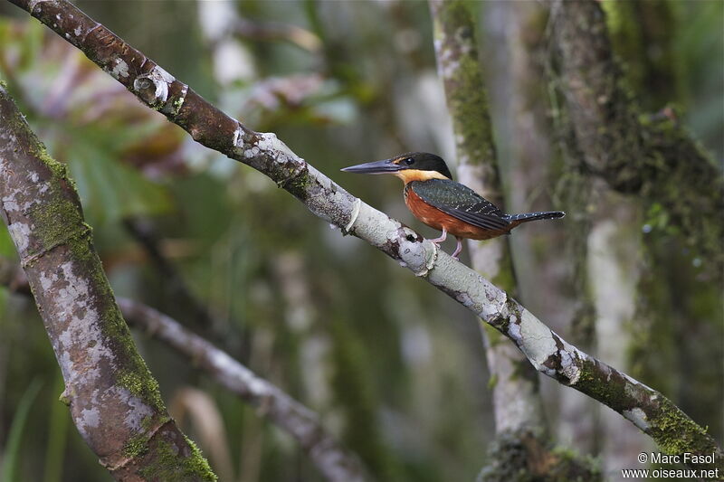 Green-and-rufous Kingfisher female adult, identification