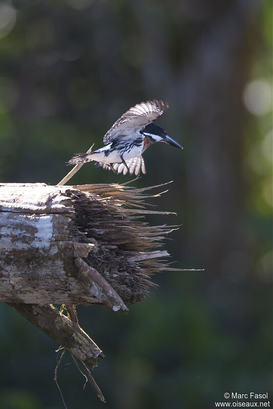 Amazon Kingfisher male adult, Flight