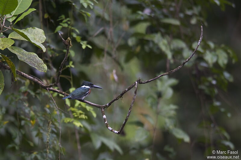 Amazon Kingfisher, identification, Behaviour