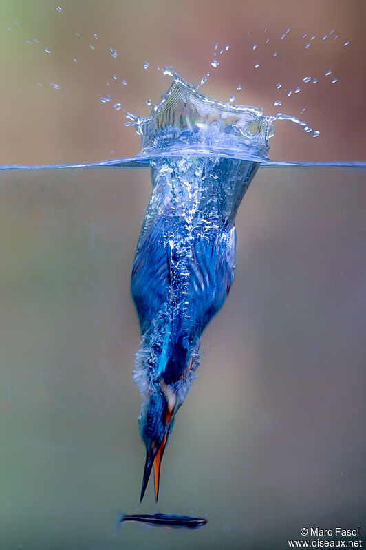 Common Kingfisher female adult post breeding, feeding habits, fishing/hunting