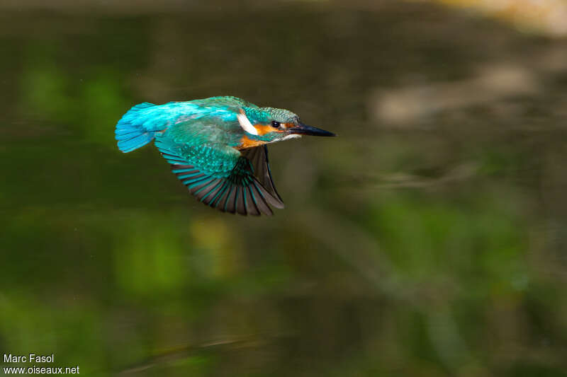Common Kingfisher male adult breeding, Flight