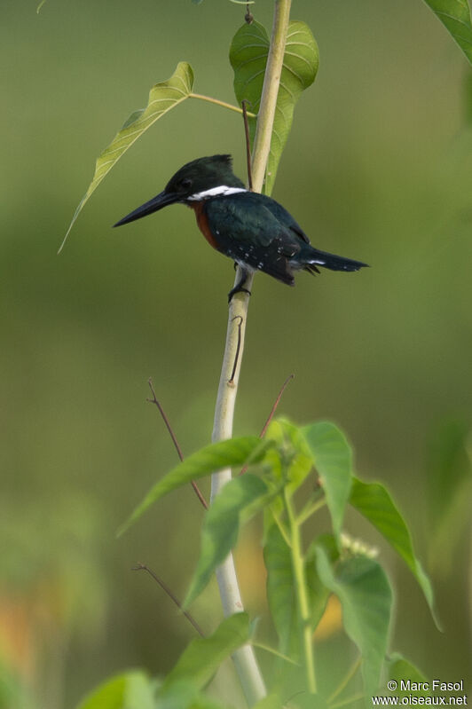 Green Kingfisher male adult, identification, fishing/hunting