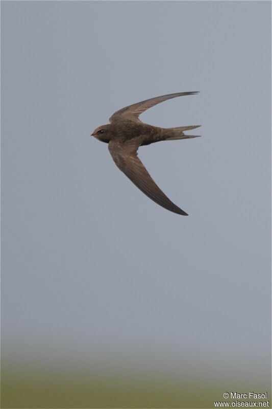Common Swiftjuvenile, Flight