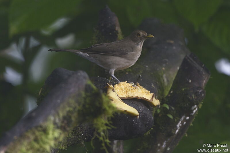 Ecuadorian Thrushadult, identification, feeding habits