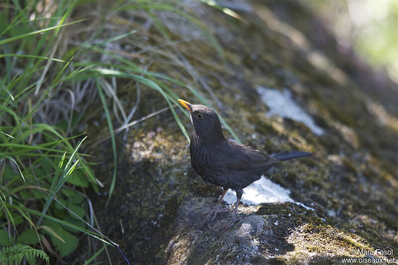 Common Blackbird female adult breeding, identification