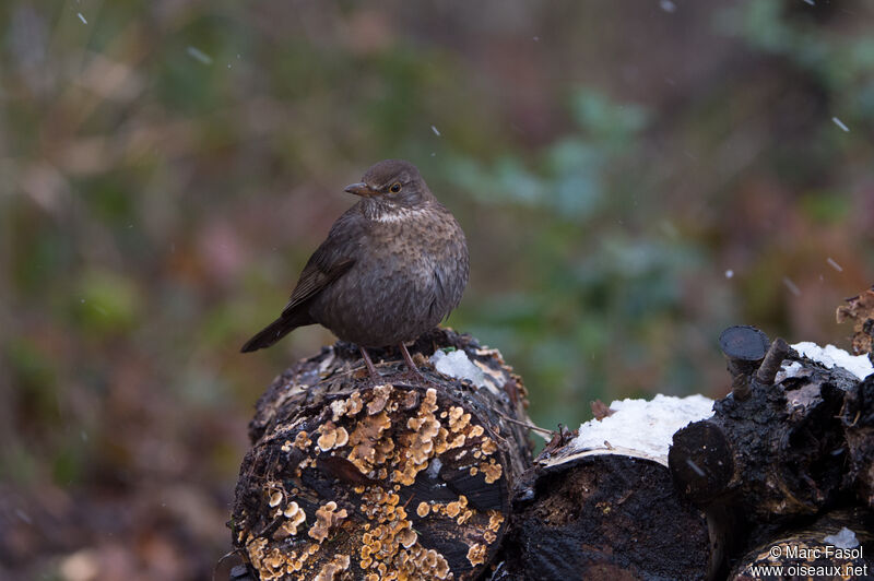 Common Blackbird female adult post breeding, identification