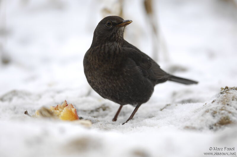 Common Blackbirdimmature, feeding habits, Behaviour