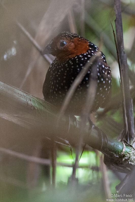 Ocellated Tapaculo male adult, identification, camouflage