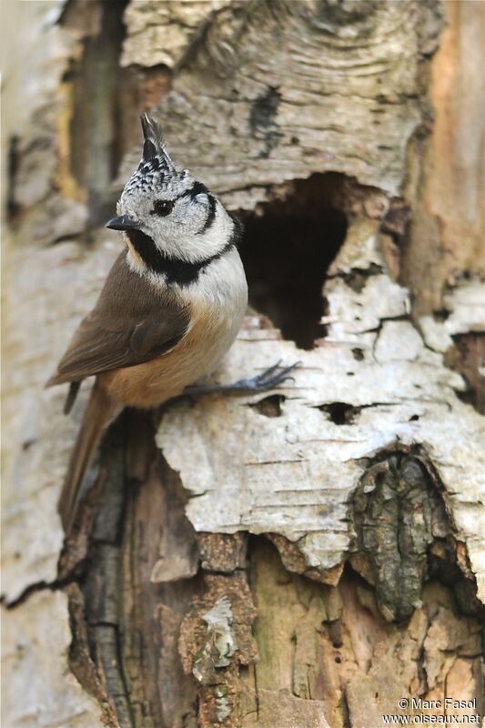 Crested Titadult, Reproduction-nesting