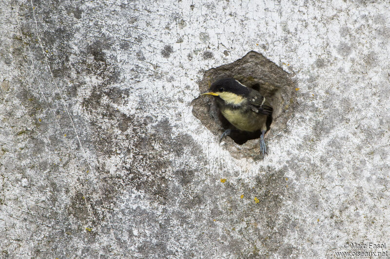 Coal Titjuvenile, identification, Reproduction-nesting