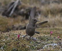 Olivaceous Thornbill