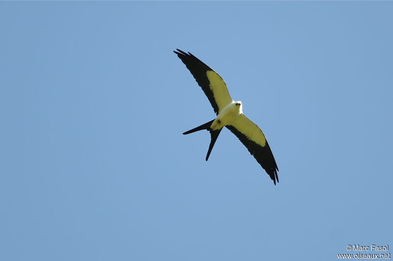 Swallow-tailed Kiteadult, Flight