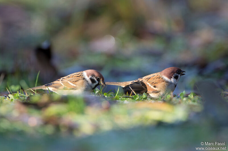 Eurasian Tree Sparrow, eats