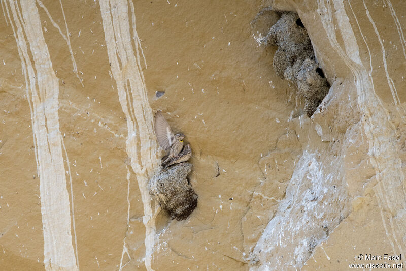 Rock Sparrowadult, mating., Reproduction-nesting, parasitic reprod.
