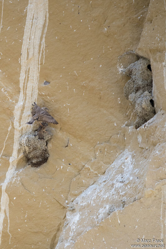 Rock Sparrowadult, Flight, mating., Reproduction-nesting, parasitic reprod.