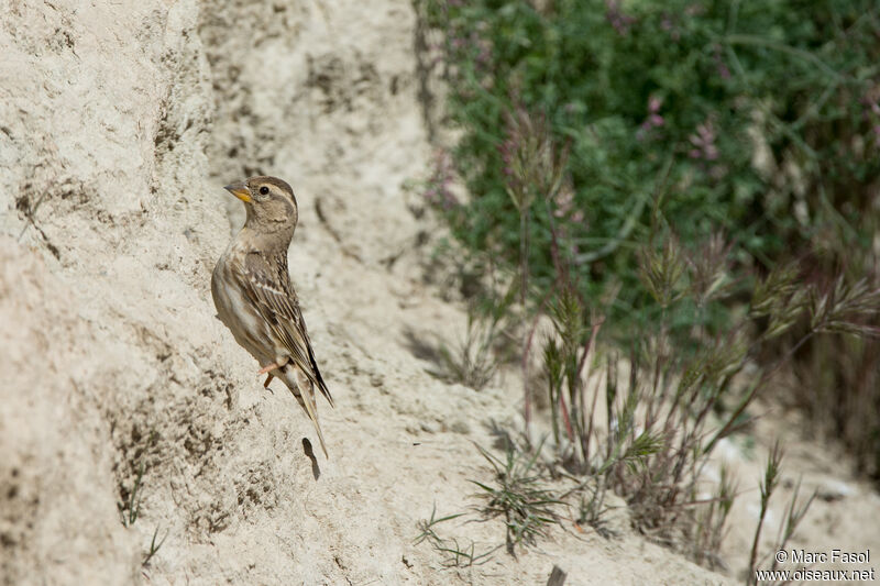 Rock Sparrowadult, identification, Reproduction-nesting