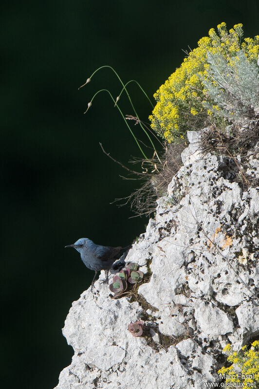 Monticole bleu mâle adulte, habitat