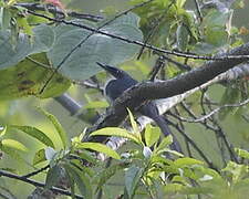 Blue-and-white Mockingbird