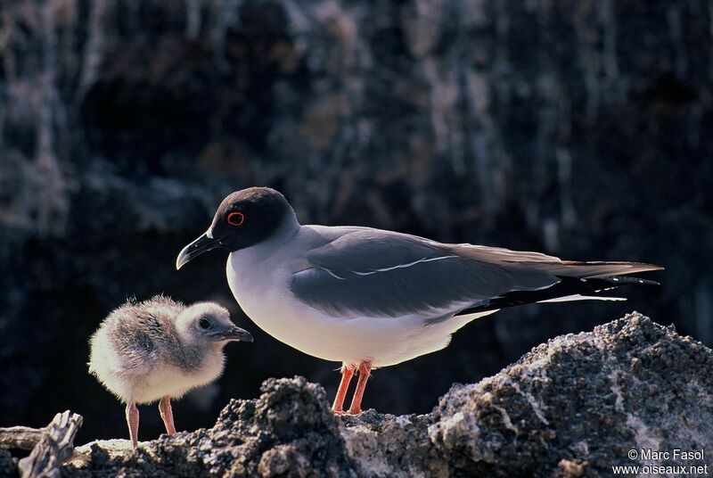 Swallow-tailed Gull, identification, Reproduction-nesting, Behaviour