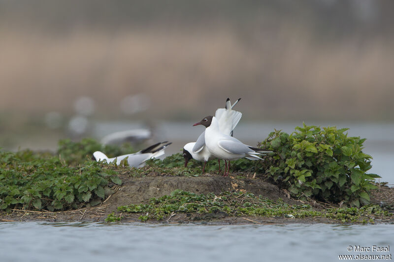 Black-headed Gull, courting display, mating., Reproduction-nesting, colonial reprod.